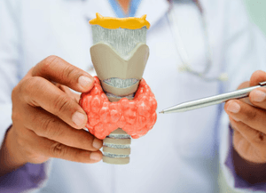 Tireoide e Paratireoide: Funções, Hormônios e Principais Alterações