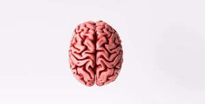 Lobos Cerebrais: Funções e Anatomia do Cérebro Humano