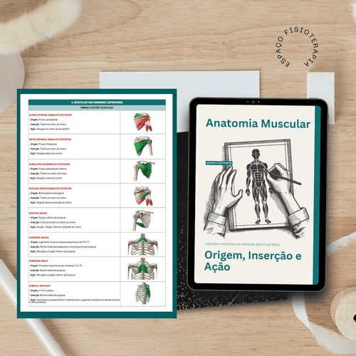 Origem, Inserção e Ação Muscular