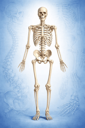 Anatomia Óssea: Fundamentos para a Compreensão do Corpo Humano