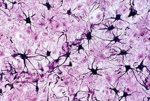 Resumo Completo de Histologia: Tecidos do Corpo Humano Explicados