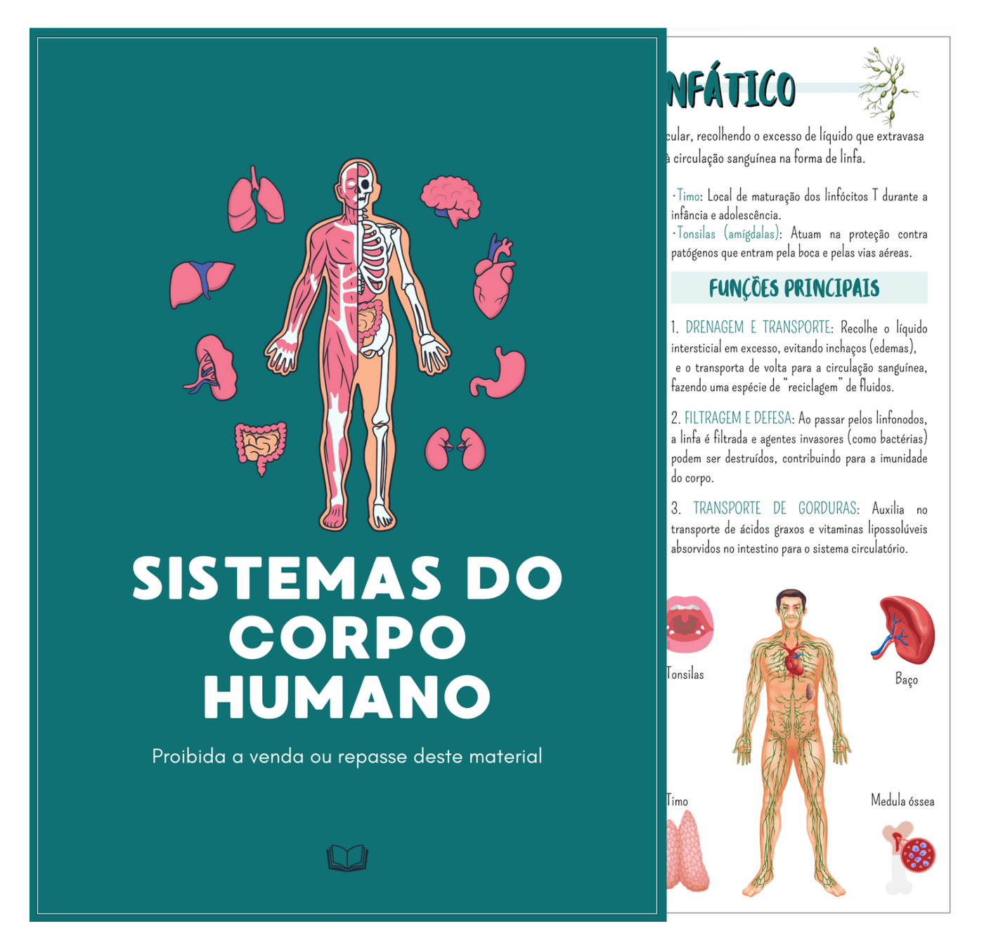 Sistemas do Corpo Humano + Bônus – Localização dos Órgãos e Glândulas