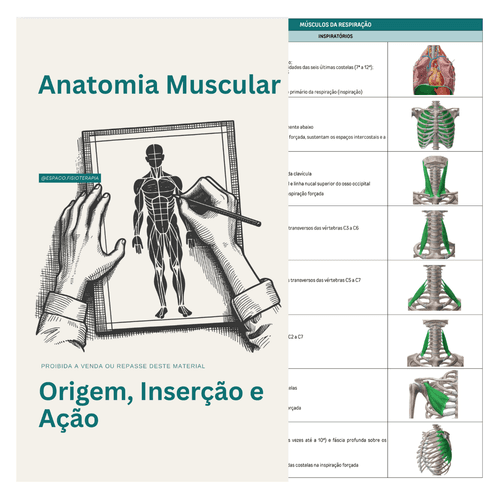 Origem, Inserção e Ação Muscular