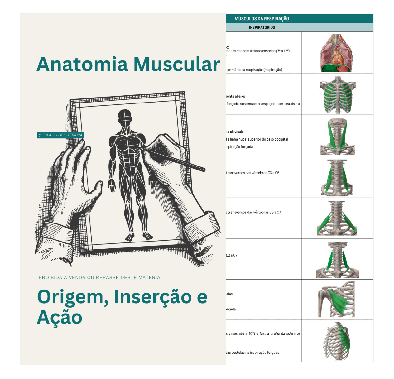 Origem, Inserção e Ação Muscular