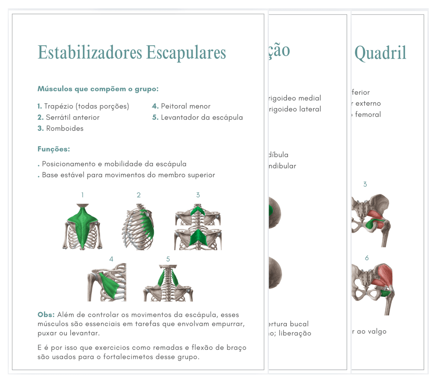 Principais Grupos Musculares (31 grupos musculares detalhados)