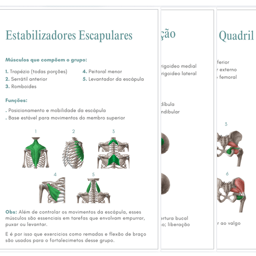 Principais Grupos Musculares (31 grupos musculares detalhados)