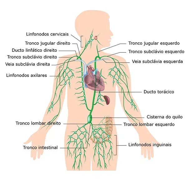 5367fcdebce05-sistema-linfatico-large.webp