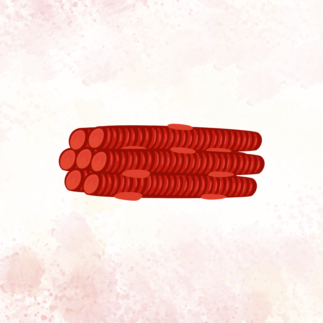 Tecido Muscular: Tipos, Estrutura e Função no Corpo Humano