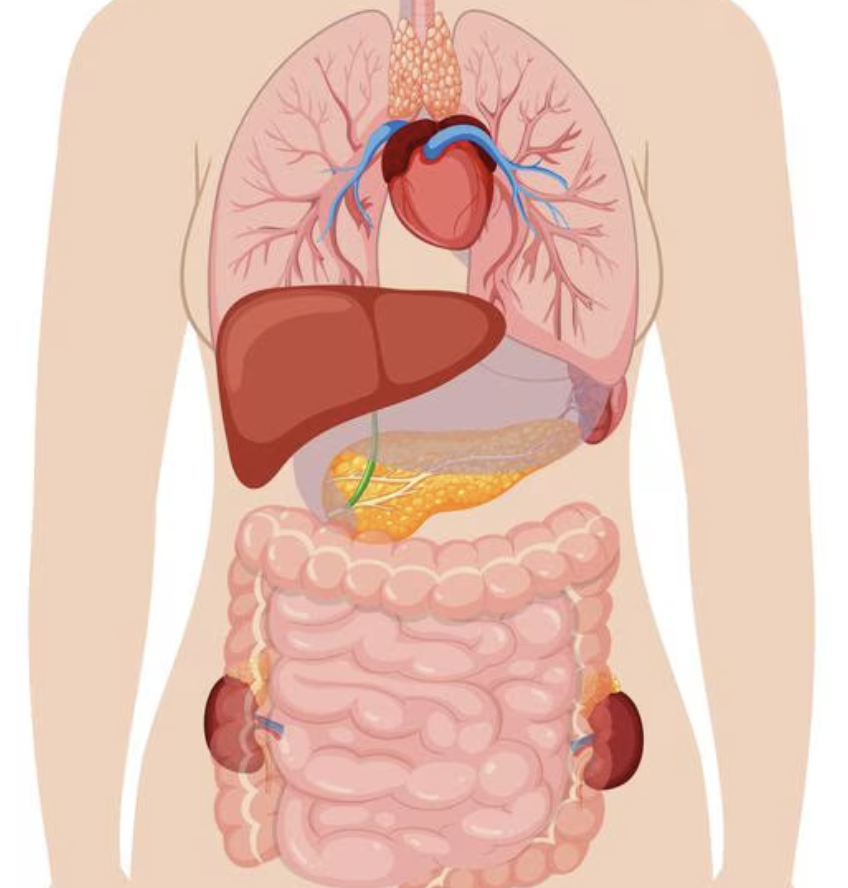 Órgãos do Tórax e Abdômen: Funções e Estruturas Explicadas