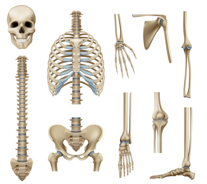 Esqueleto Axial e Apendicular: Revisão Completa dos Ossos do Corpo Humano