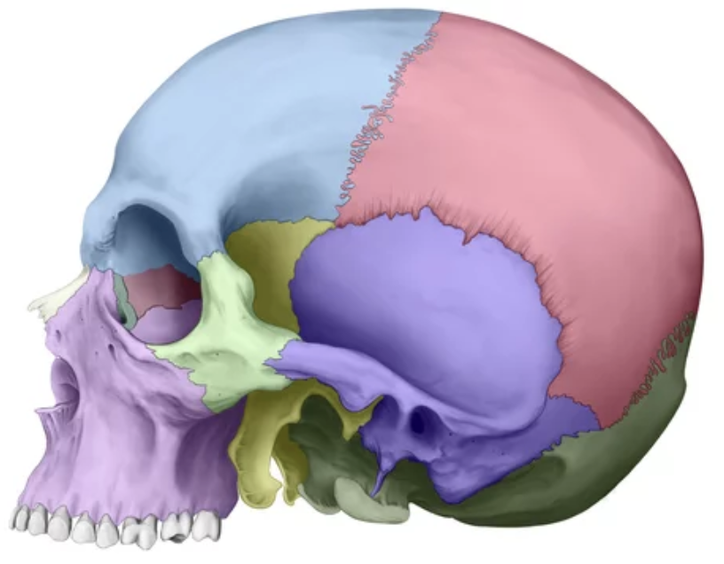 Principais Suturas do Crânio: Anatomia e Funções Explicadas