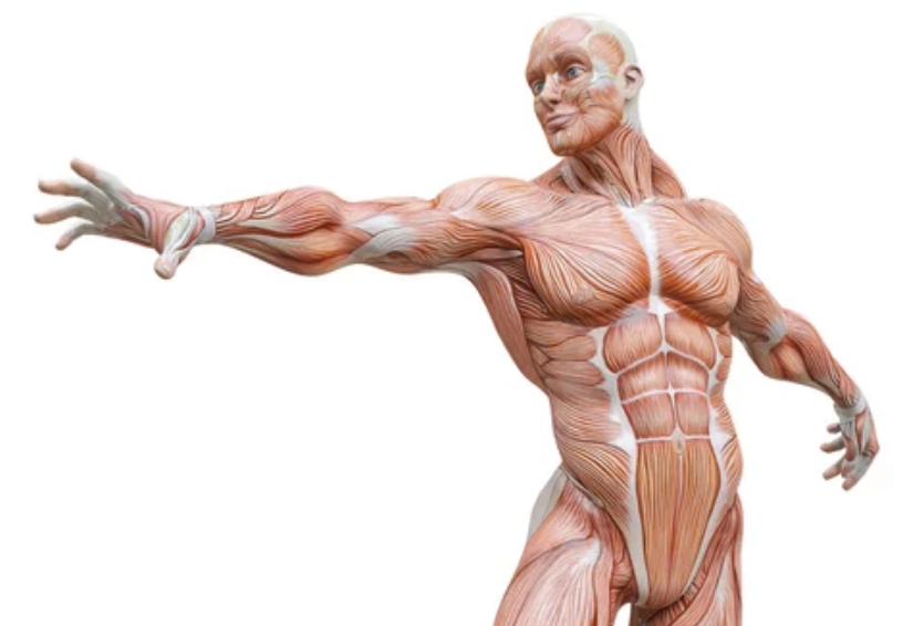 Classificação Funcional dos Músculos Esqueléticos: Entenda Agonistas, Antagonistas e Sinergistas