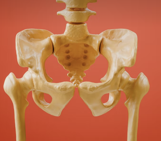 Anatomia da Pelve Feminina e Músculos do Assoalho Pélvico