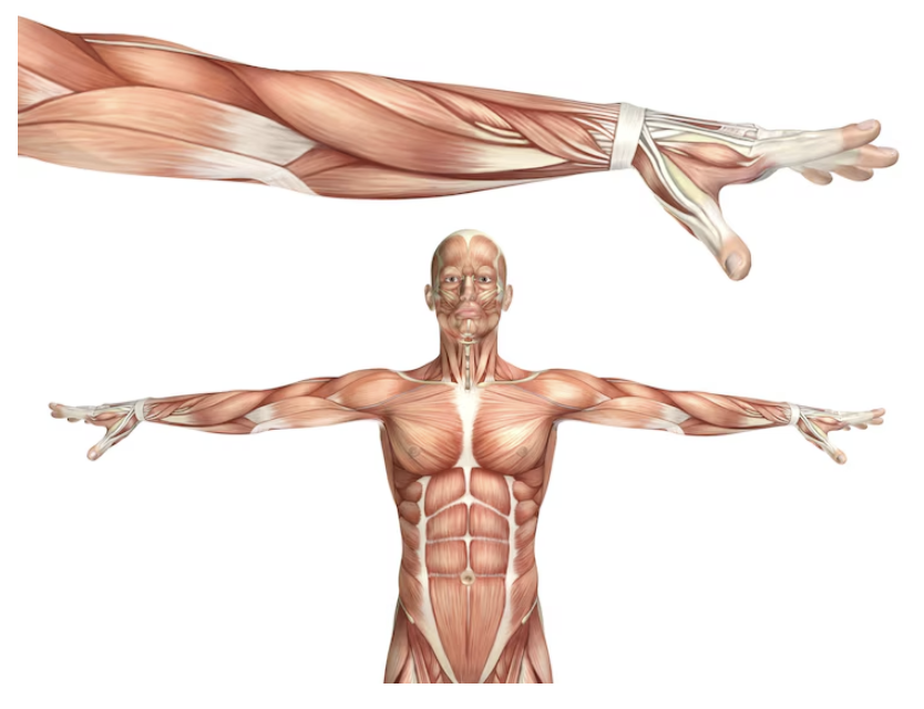 Principais Movimentos do Corpo Humano: Um Guia Com Exemplos