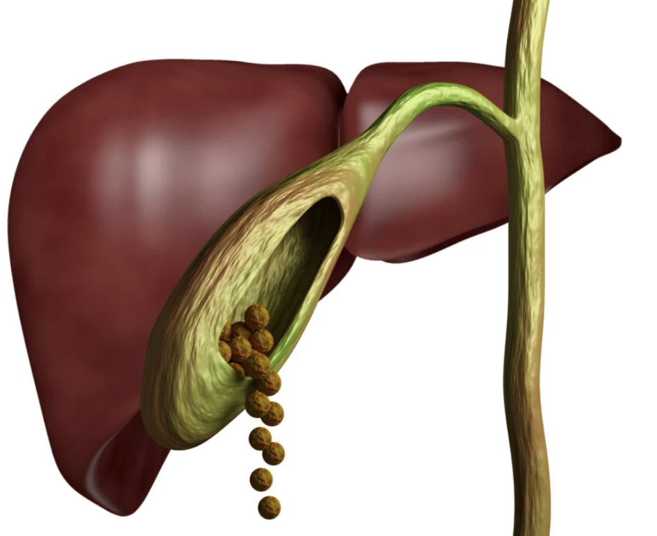 Vesícula Biliar: Anatomia, Função e Importância para a Digestão
