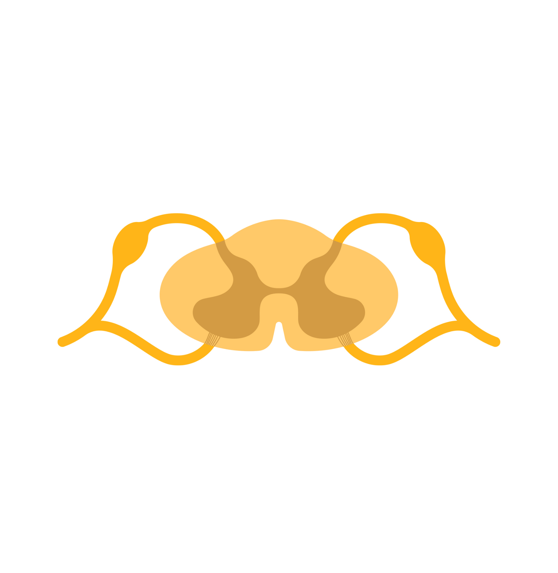 Lesão Medular: O que é, Causas e Níveis de Comprometimento