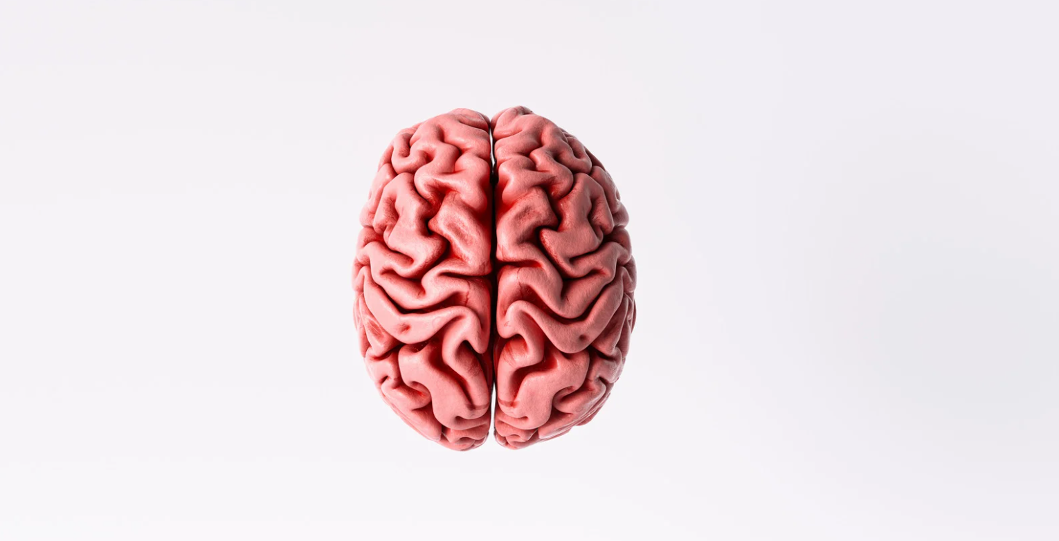 Lobos Cerebrais: Funções e Anatomia do Cérebro Humano