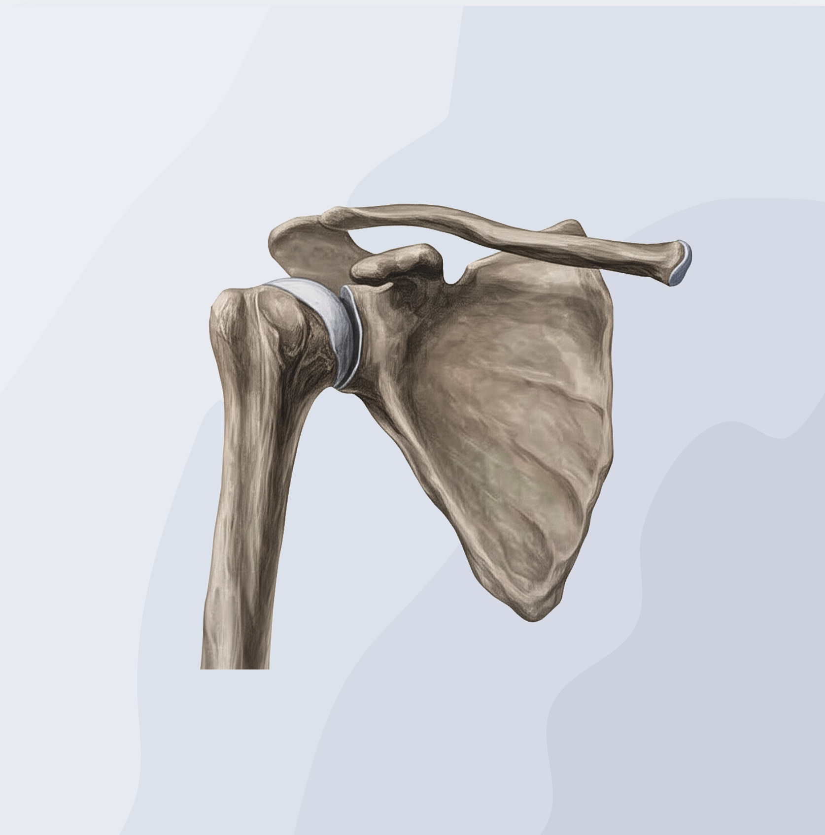 Escápula: Anatomia e Função