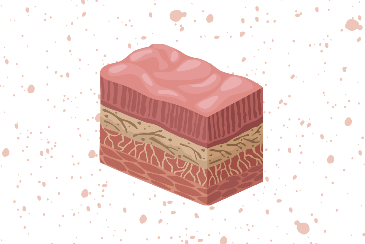 Introdução à Histologia: Tudo Sobre o Estudo dos Tecidos do Corpo