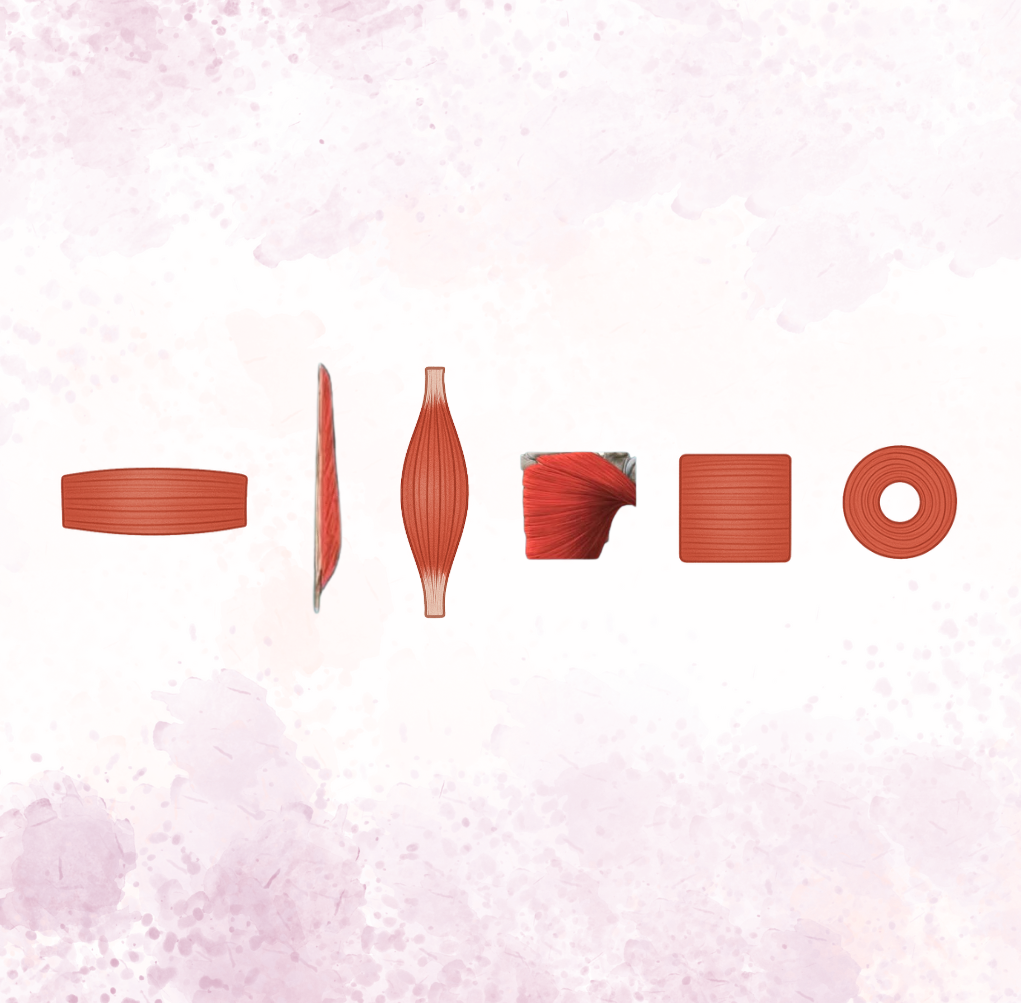 Classificação Morfológica dos Músculos Esqueléticos: Entenda os Tipos e Funções