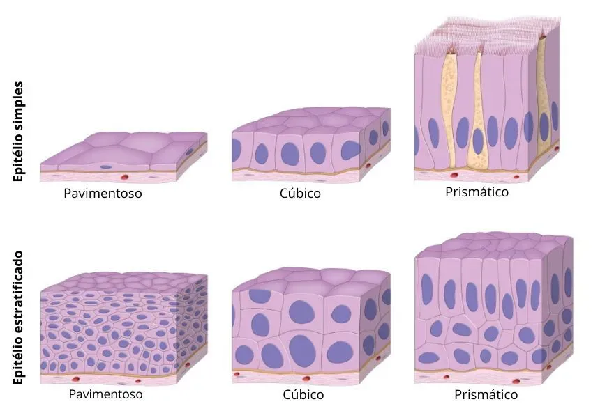 epitelio-simples-1.webp