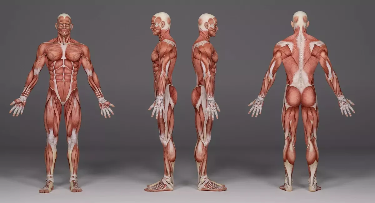 Anatomia Humana: Posição Anatômica, Vistas do Corpo e Termos de Relação