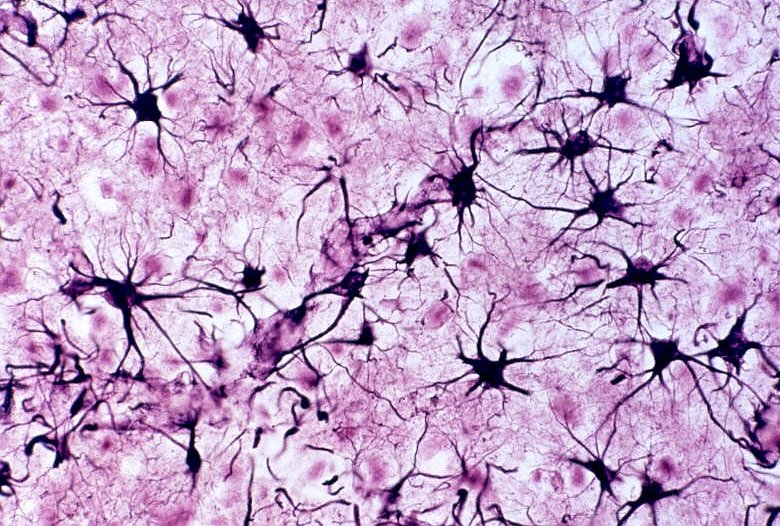 Resumo Completo de Histologia: Tecidos do Corpo Humano Explicados