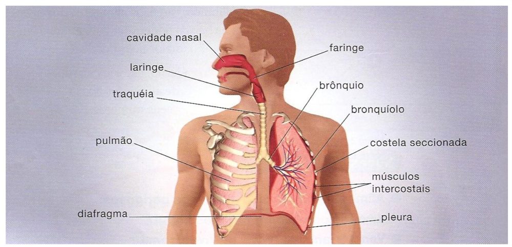 sistema-respiratório-funções.jpg