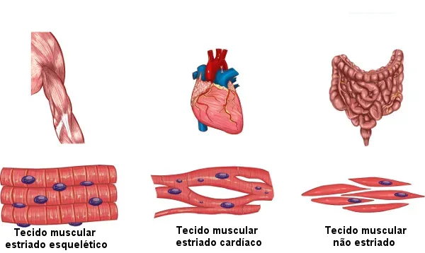 tipos-de-tecido-muscular.webp