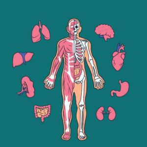 eBook - Sistemas do Corpo Humano + Bônus - Localização dos Órgãos e Glândulas