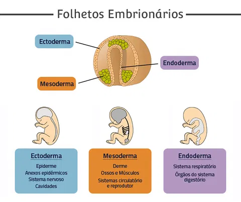 5820752c9cdc9-folhetos-embrionarios